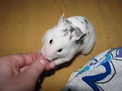 Billede
