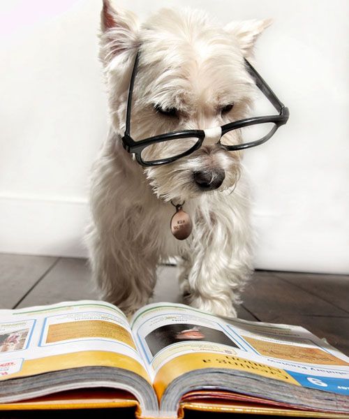 http://i1291.photobucket.com/albums/b542/Miss_Literati/white-dog-with-glasses_zps6d756d5d.jpg