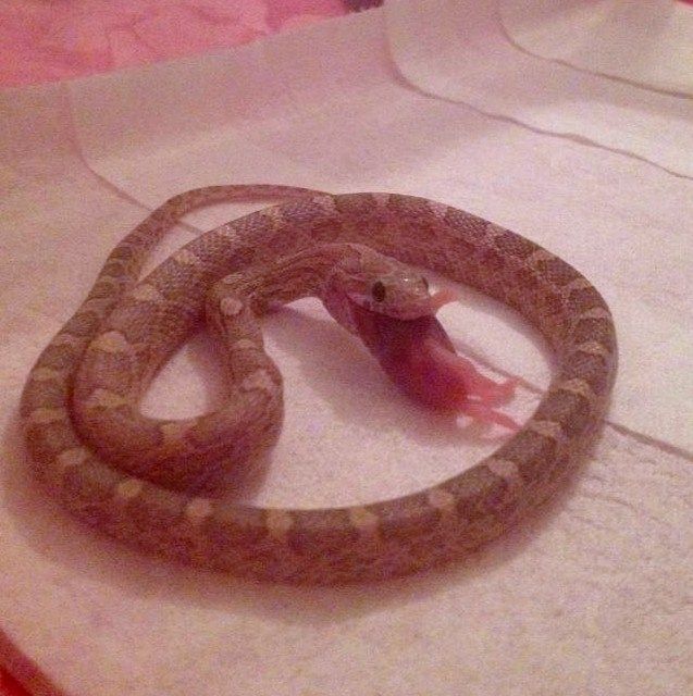 Pink Corn Snake