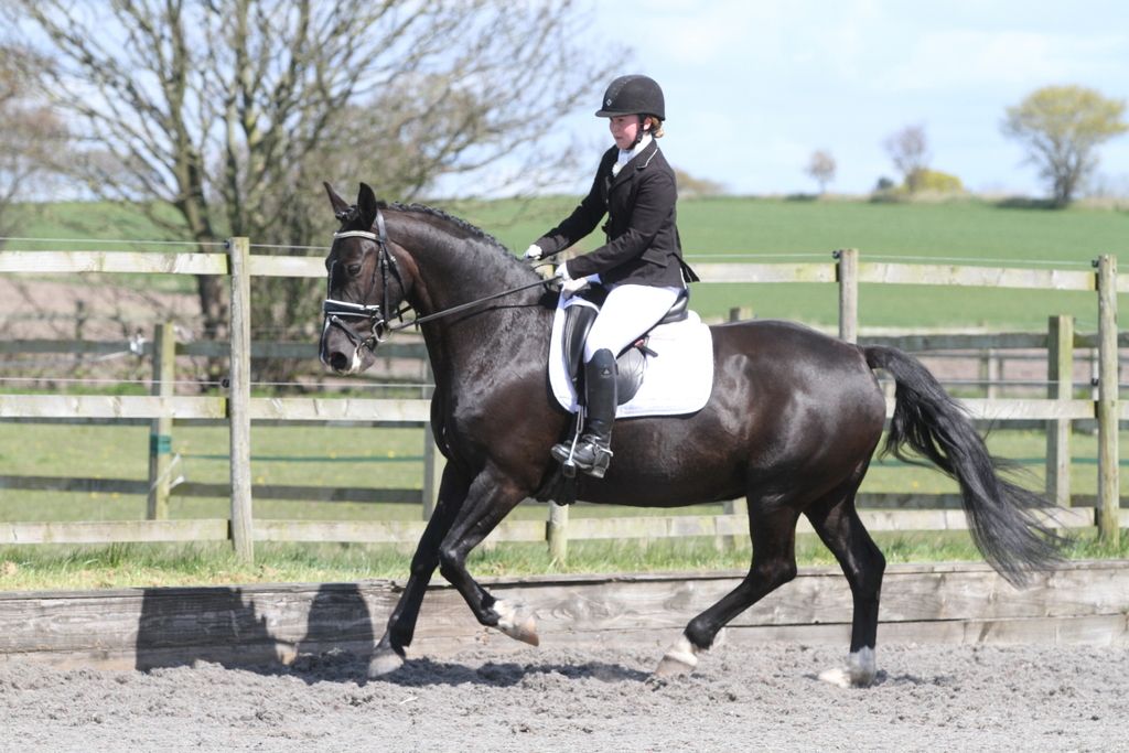 Building bum muscle! Horse and Hound Forum