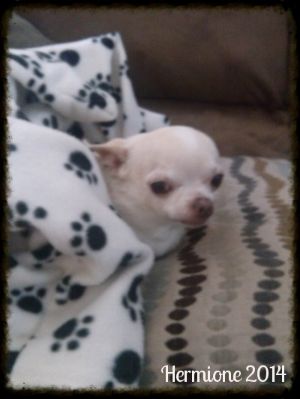 photo IMG_20140711_102459_405_zpsczfhvuly.jpg