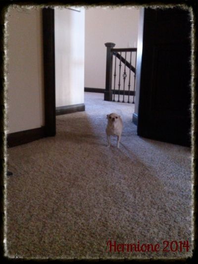 photo IMG_20140817_092044_852_zpsg016jmzx.jpg