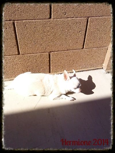 photo IMG_20140817_095647_002_zpsqhotuirk.jpg