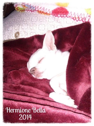  photo 10641018_1481976572060695_522202458_zps876ef83a.jpg